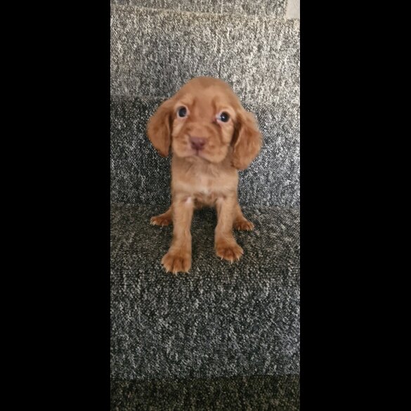 Cocker Spaniel (Working &amp; Show) - Dogs