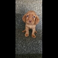 Cocker Spaniel (Working &amp; Show) - Dogs