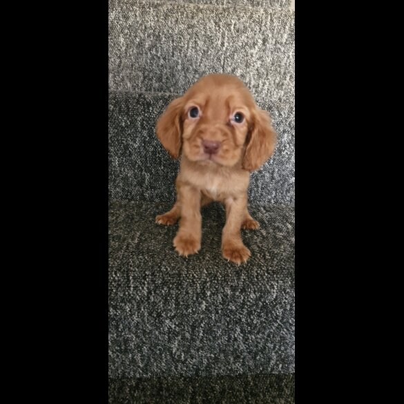 Cocker Spaniel (Working &amp; Show) - Dogs