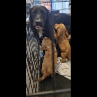 Cocker Spaniel (Working &amp; Show) - Dogs