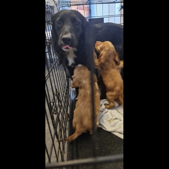 Cocker Spaniel (Working &amp; Show) - Dogs