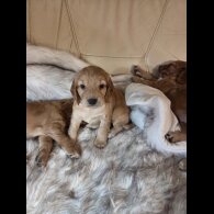 Cocker Spaniel (Working &amp; Show) - Both