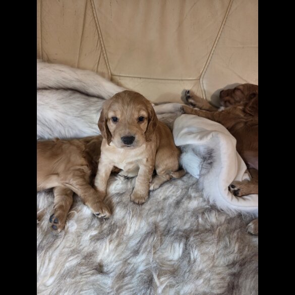 Cocker Spaniel (Working &amp; Show) - Both