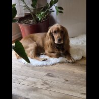 Cocker Spaniel (Working &amp; Show) - Both