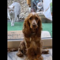 Cocker Spaniel (Working &amp; Show) - Both