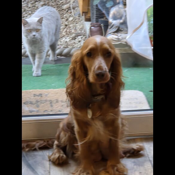 Cocker Spaniel (Working &amp; Show) - Both