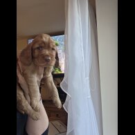 Cocker Spaniel (Working &amp; Show) - Both
