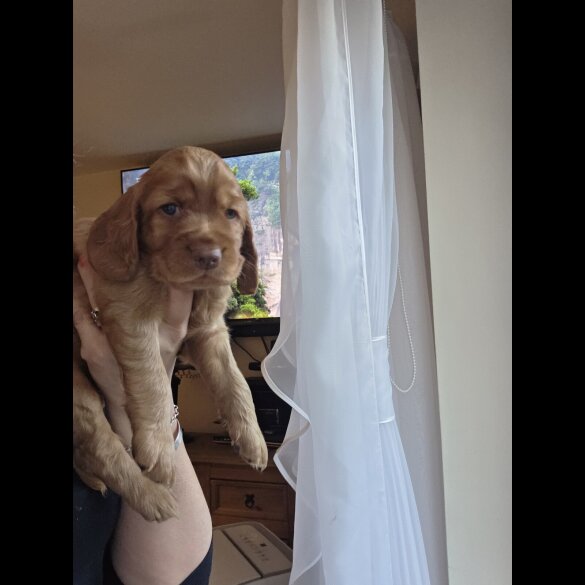 Cocker Spaniel (Working &amp; Show) - Both