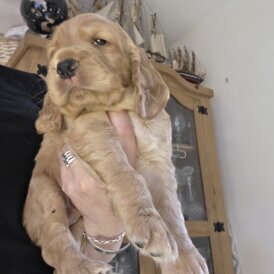 Cocker Spaniel (Working &amp; Show) - Both