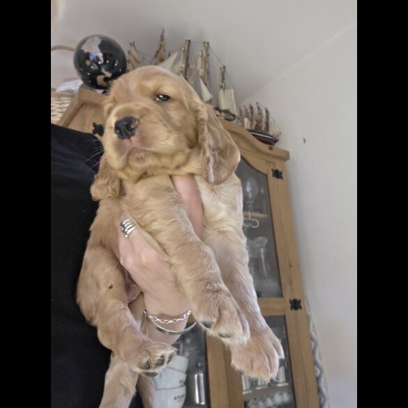 Cocker Spaniel (Working &amp; Show) - Both