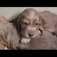 Cocker Spaniel (Working &amp; Show) - Both