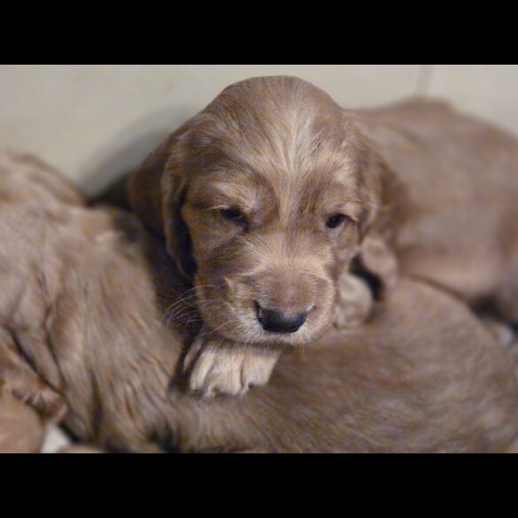 Cocker Spaniel (Working &amp; Show) - Both