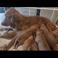 Cocker Spaniel (Working &amp; Show) - Both