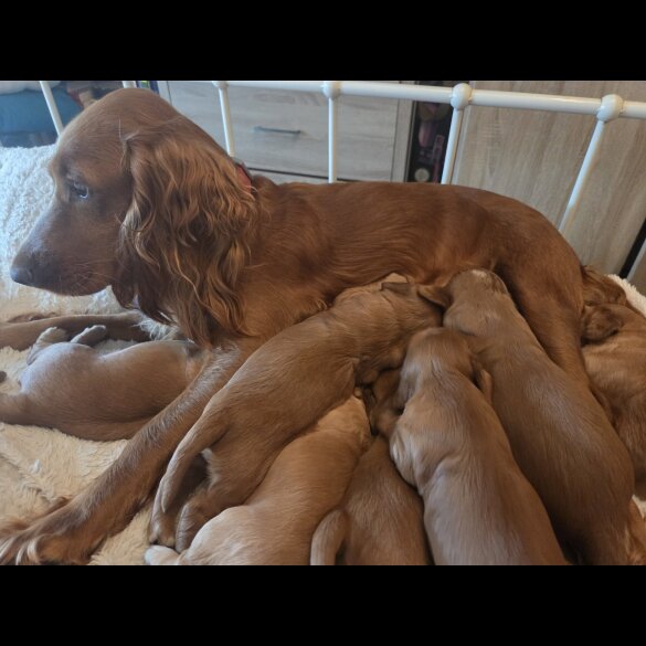 Cocker Spaniel (Working &amp; Show) - Both