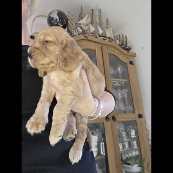 Cocker Spaniel (Working &amp; Show) - Both