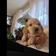 Cocker Spaniel (Working &amp; Show) - Both