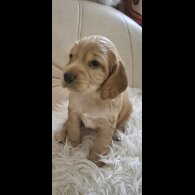 Cocker Spaniel (Working &amp; Show) - Both