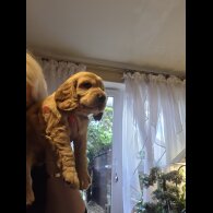 Cocker Spaniel (Working &amp; Show) - Both