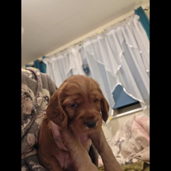 Cocker Spaniel (Working &amp; Show) - Both