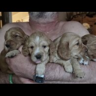 Cocker Spaniel (Working &amp; Show) - Both