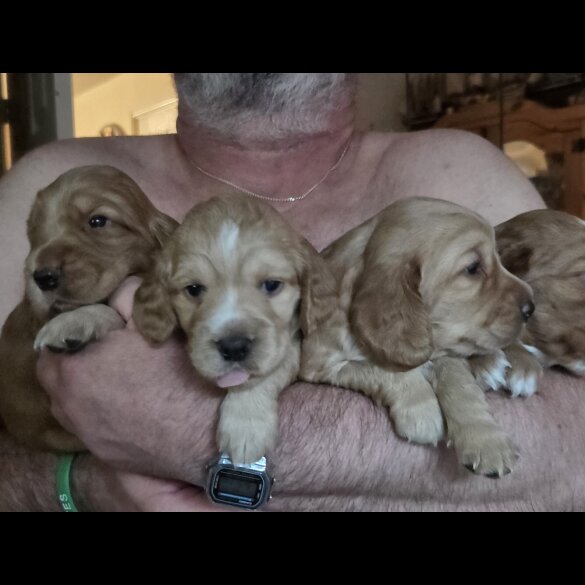 Cocker Spaniel (Working &amp; Show) - Both