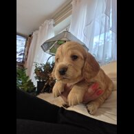 Cocker Spaniel (Working &amp; Show) - Both