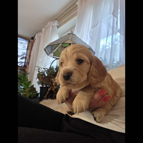 Cocker Spaniel (Working &amp; Show) - Both