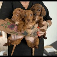 Dachshund (Standard &amp; Miniature) - Both