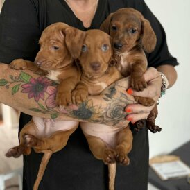 Dachshund (Standard &amp; Miniature) - Both