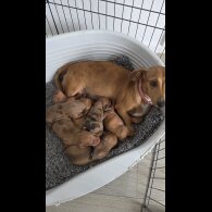 Dachshund (Standard &amp; Miniature) - Both