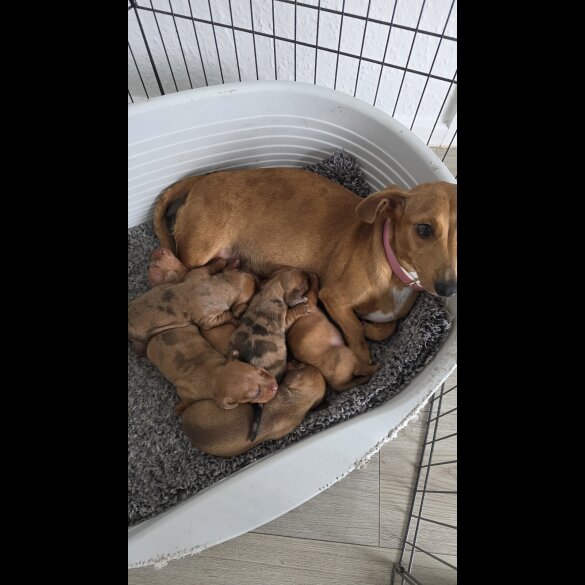 Dachshund (Standard &amp; Miniature) - Both