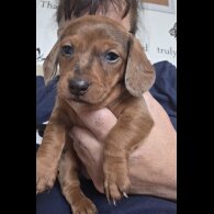 Dachshund (Standard &amp; Miniature) - Both