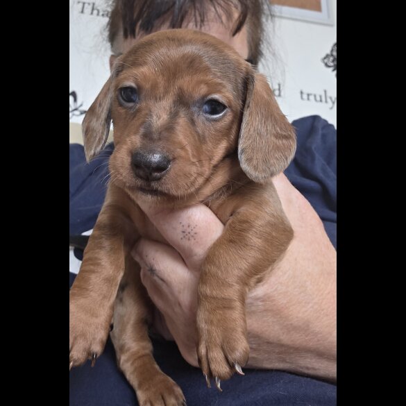 Dachshund (Standard &amp; Miniature) - Both