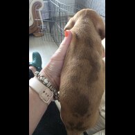 Dachshund (Standard &amp; Miniature) - Both
