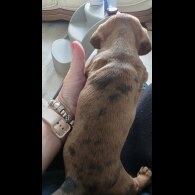 Dachshund (Standard &amp; Miniature) - Both