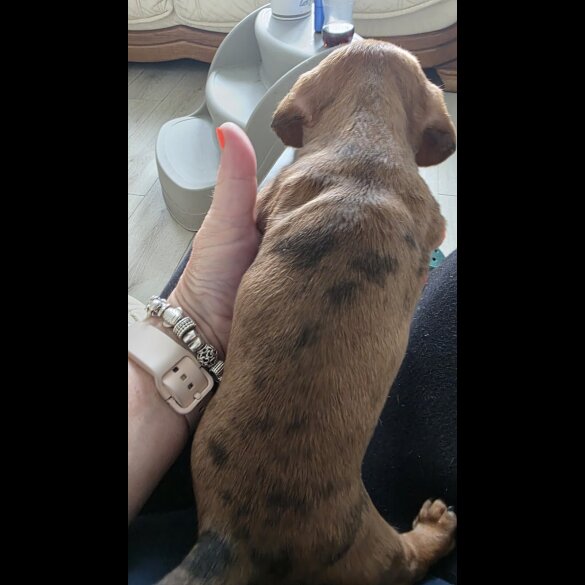 Dachshund (Standard &amp; Miniature) - Both