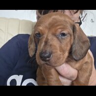 Dachshund (Standard &amp; Miniature) - Both