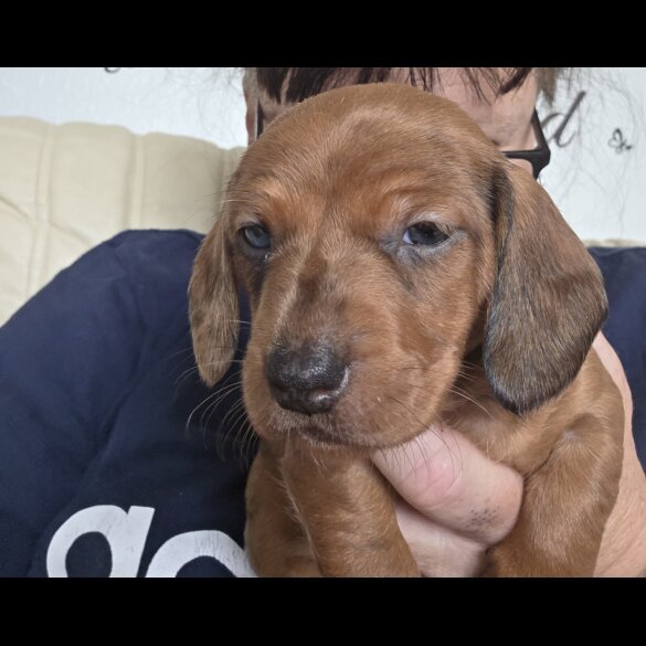 Dachshund (Standard &amp; Miniature) - Both