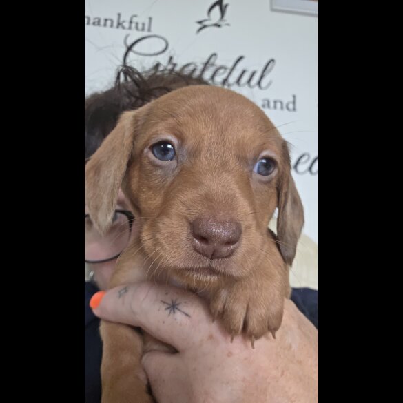 Dachshund (Standard &amp; Miniature) - Both