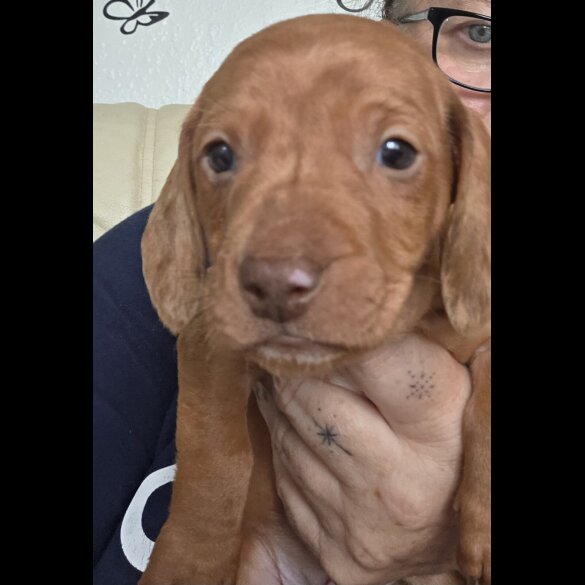 Dachshund (Standard &amp; Miniature) - Both