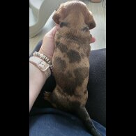 Dachshund (Standard &amp; Miniature) - Both
