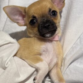 Chihuahua - Bitches