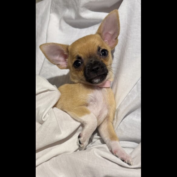 Chihuahua - Bitches