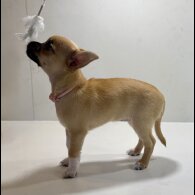 Chihuahua - Bitches
