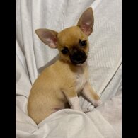 Chihuahua - Bitches