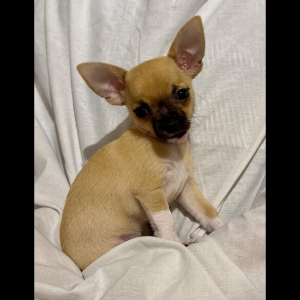 Chihuahua - Bitches