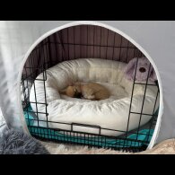 Chihuahua - Bitches
