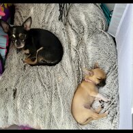 Chihuahua - Bitches