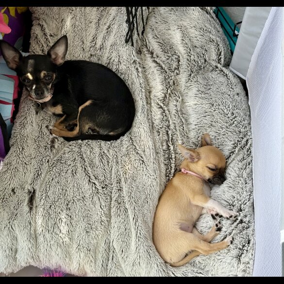 Chihuahua - Bitches