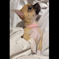 Chihuahua - Bitches
